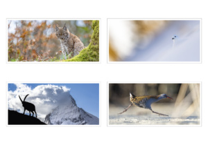 Set de 4 cartes de vœux originales - édition 2026 (10x21 cm, avec enveloppes)