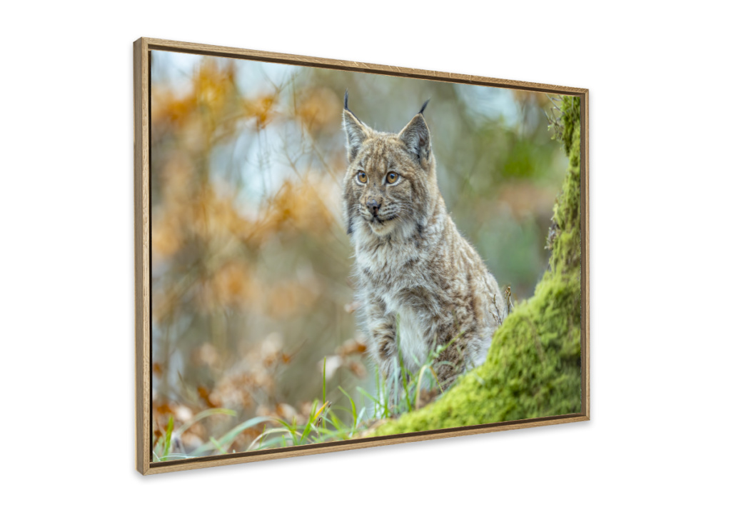 Le lynx - Tirage d'art encadré