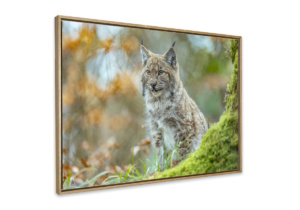 Le lynx - Tirage d'art encadré