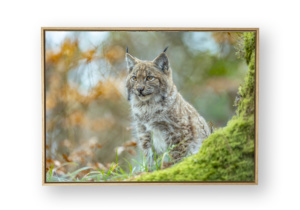 Le lynx - Tirage d'art encadré